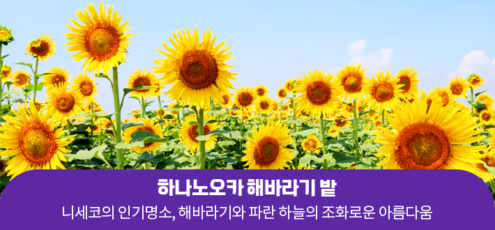 하나노오카 해바라기 밭